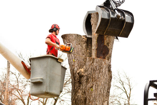 Seasonal Cleanup (Spring/Fall)